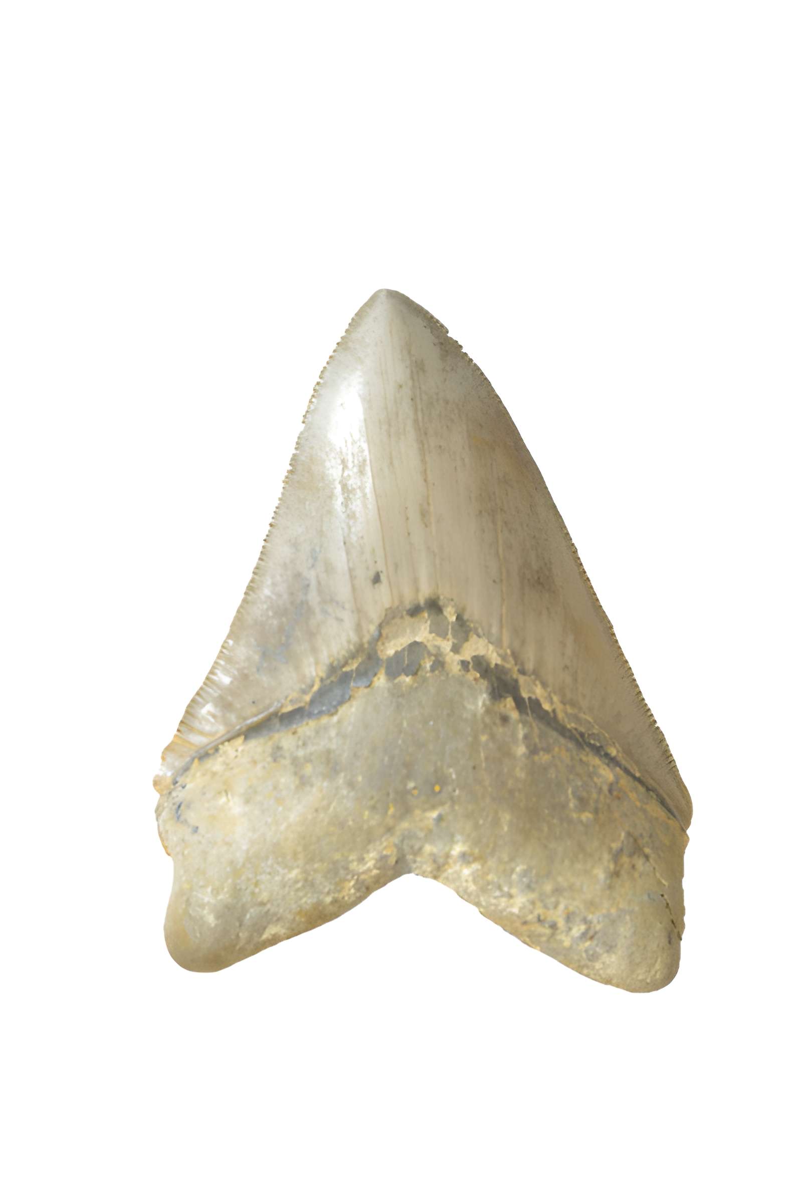 Muséum d'histoire naturelle d'Angers