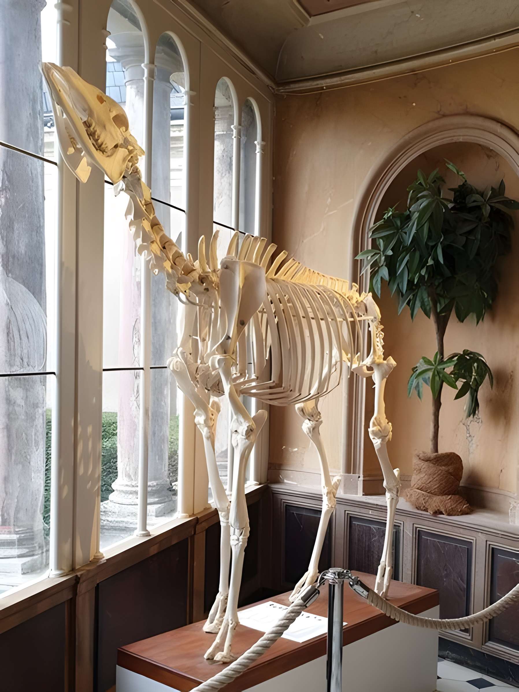 Muséum d'histoire naturelle d'Angers