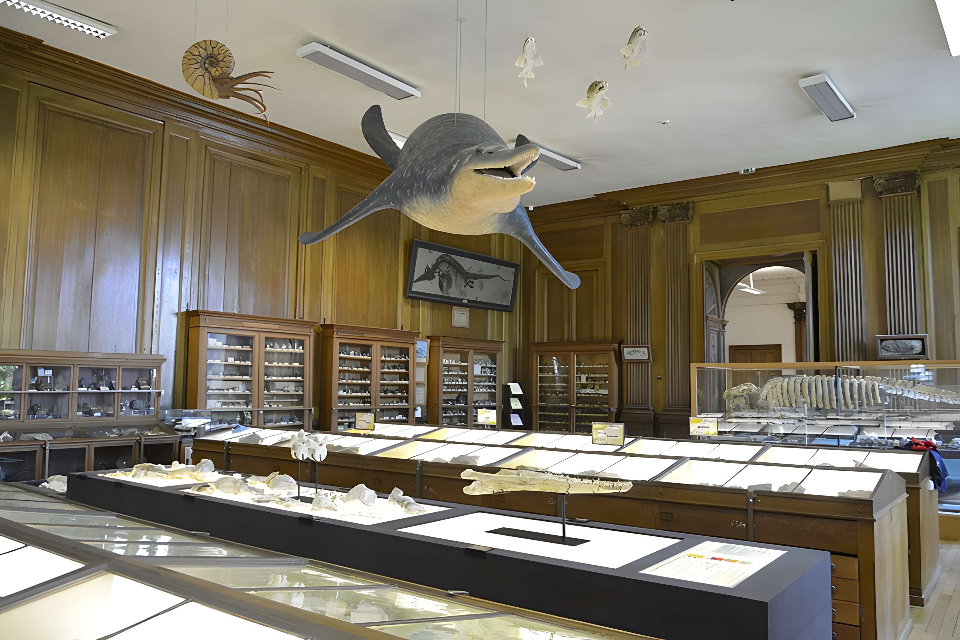 Muséum d'histoire naturelle d'Angers