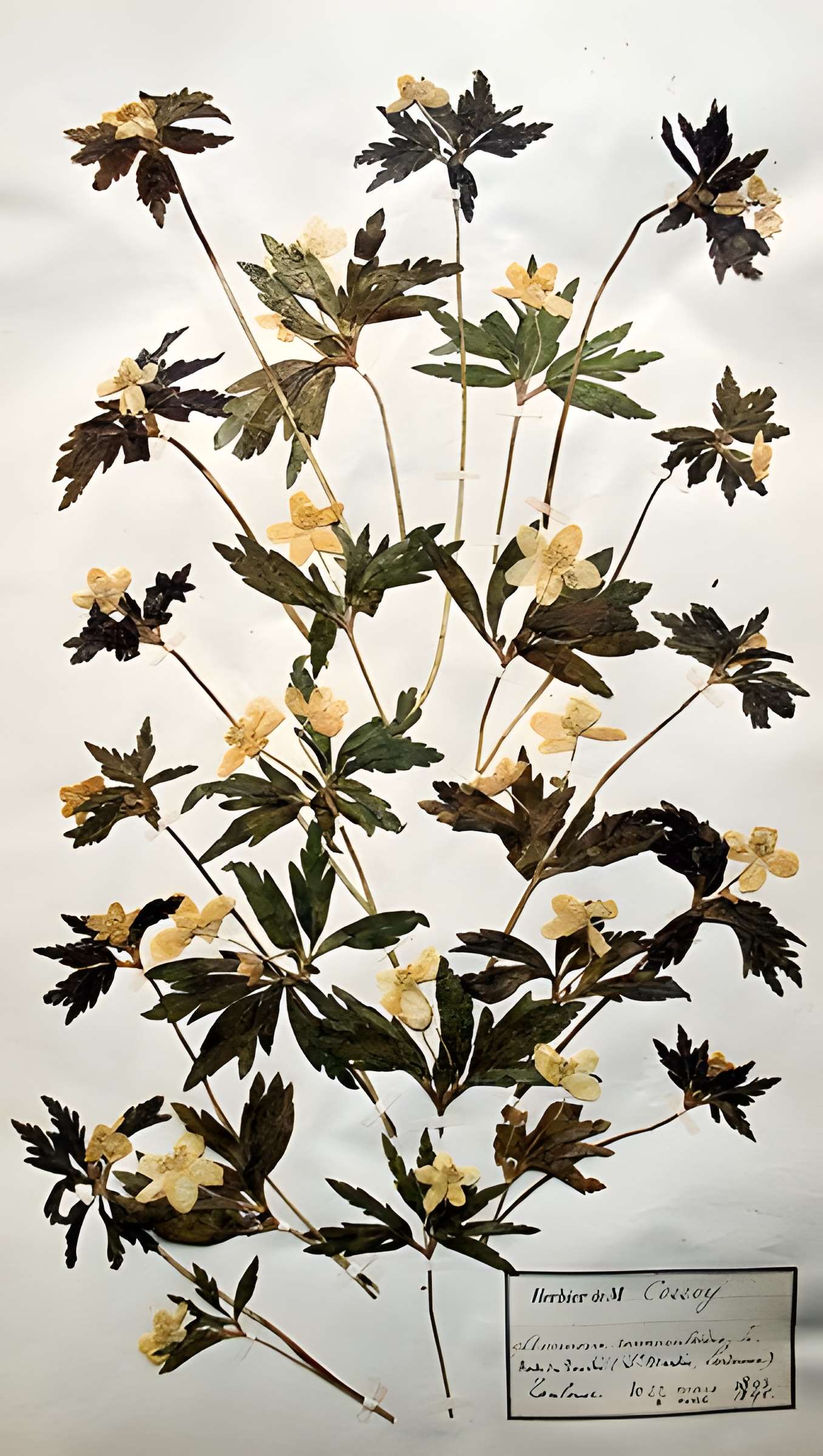 Muséum d'histoire naturelle d'Angers