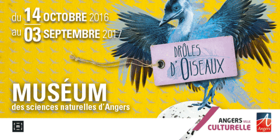 Muséum d'histoire naturelle d'Angers (Hôtel Demarie-Valentin) 