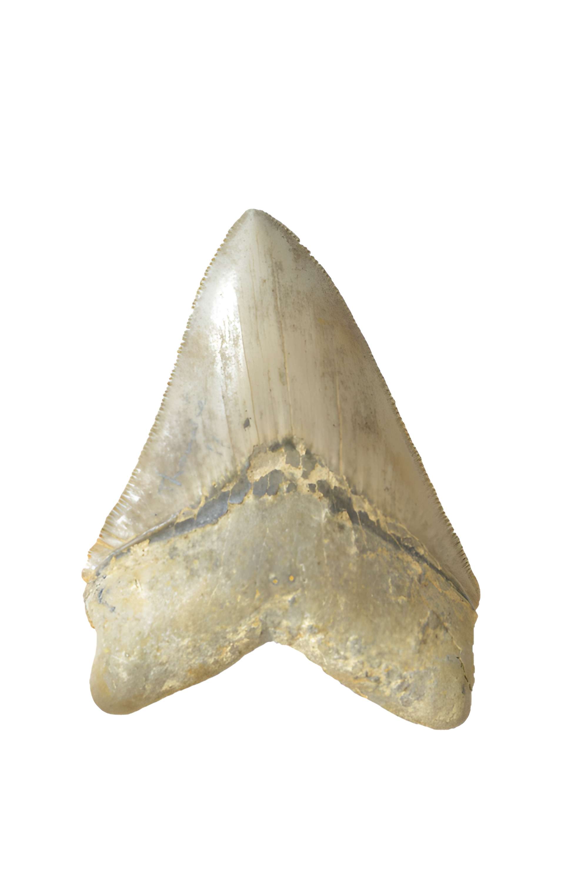 Muséum d'histoire naturelle d'Angers