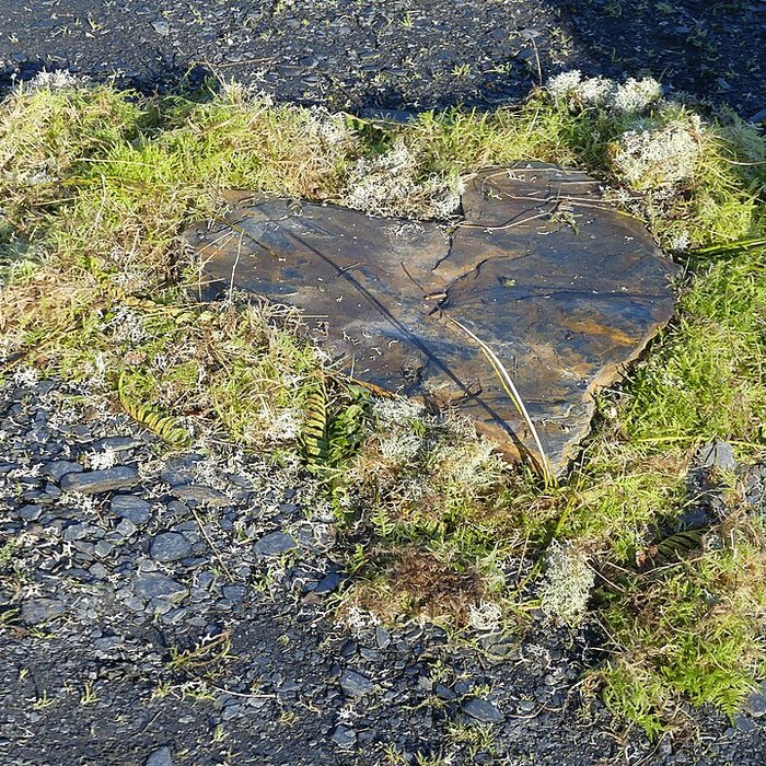 Photo de Musée de lardoise de Trélazé