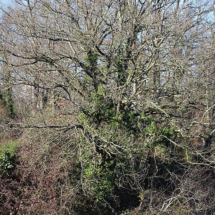 Photo de Musée de lardoise de Trélazé