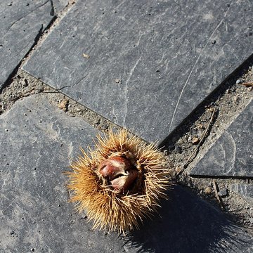 Musée de lardoise de Trélazé