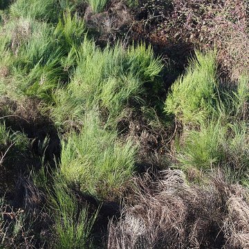 Musée de lardoise de Trélazé