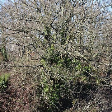 Musée de lardoise de Trélazé