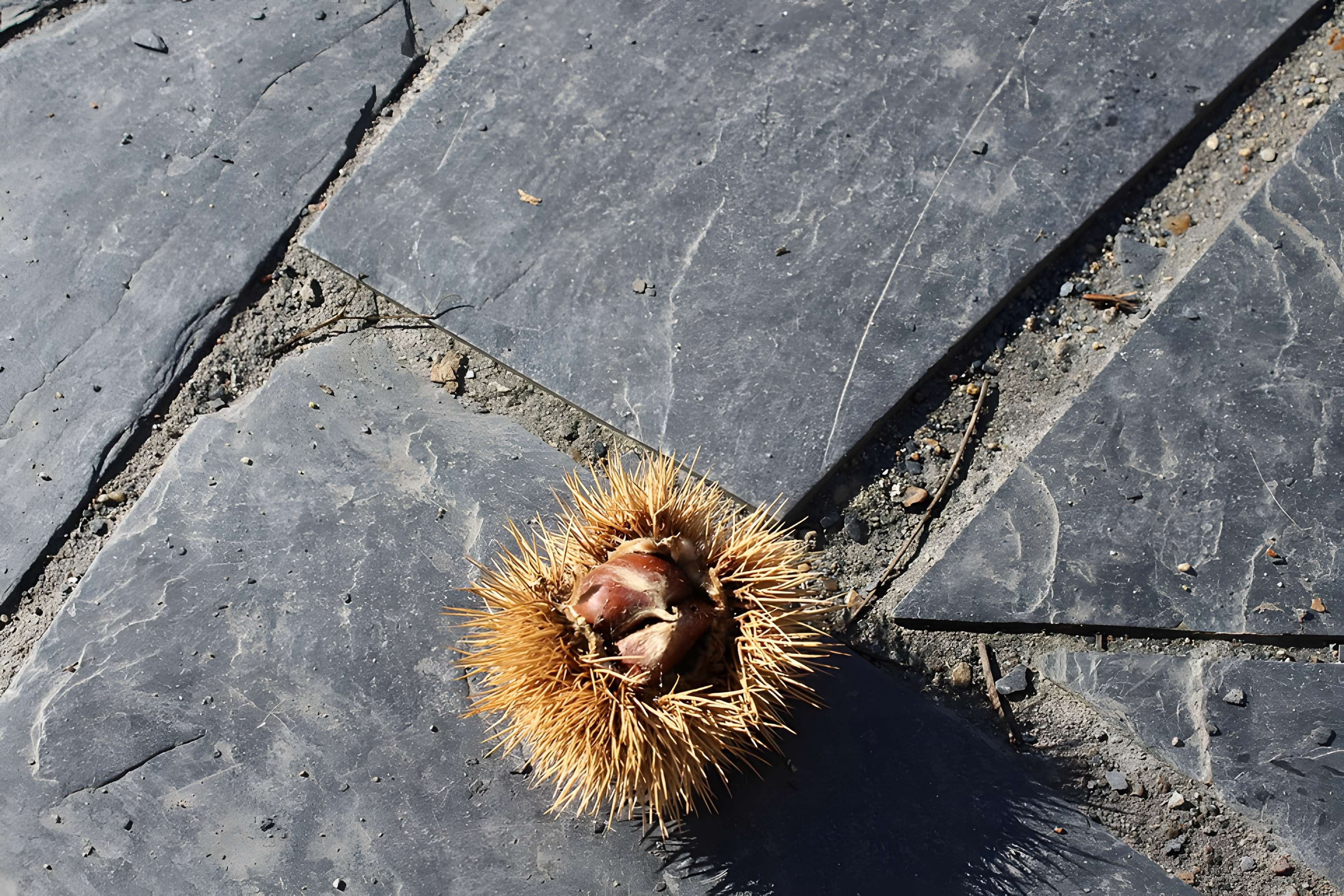 Musée de l'ardoise de Trélazé