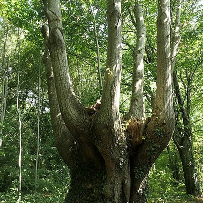 Photo de Musée Robert-Tatin à Cossé-le-Vivien
