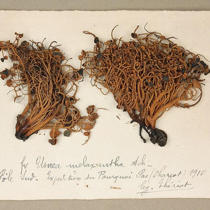 Photo de Musée de Tessé des beaux-arts au Mans