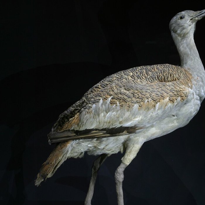 Photo de Musée de Tessé des beaux-arts au Mans