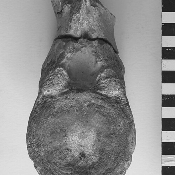 Photo de Musée de Tessé des beaux-arts au Mans