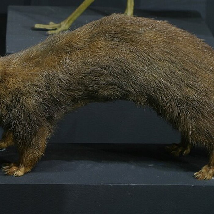 Photo de Musée de Tessé des beaux-arts au Mans