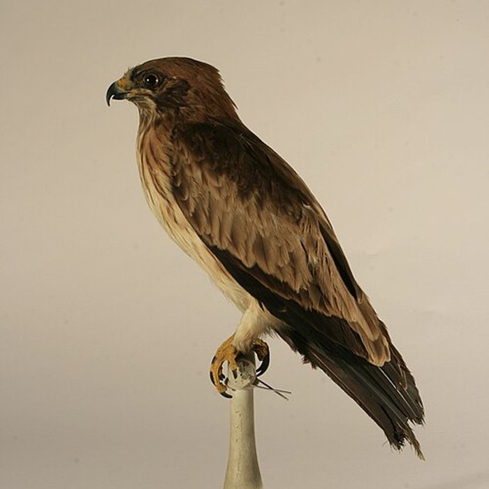 Photo de Musée de Tessé des beaux-arts au Mans