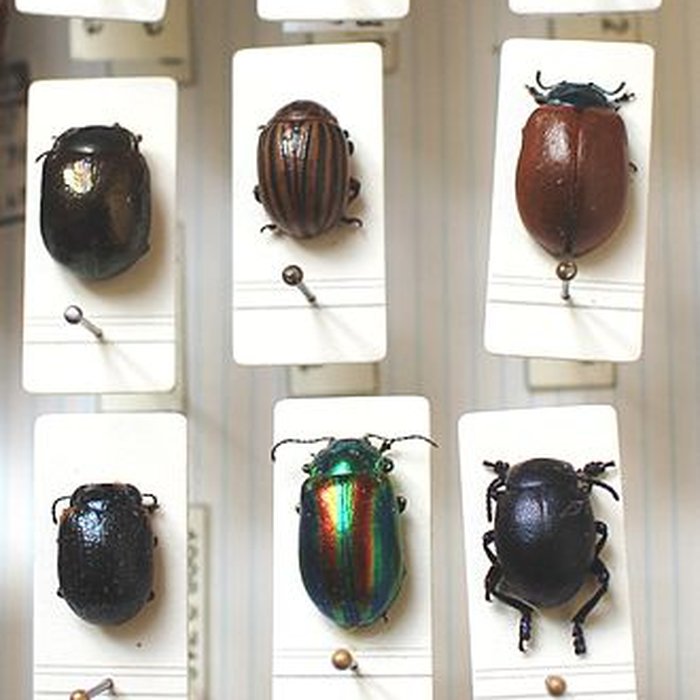 Photo de Musée de Tessé des beaux-arts au Mans