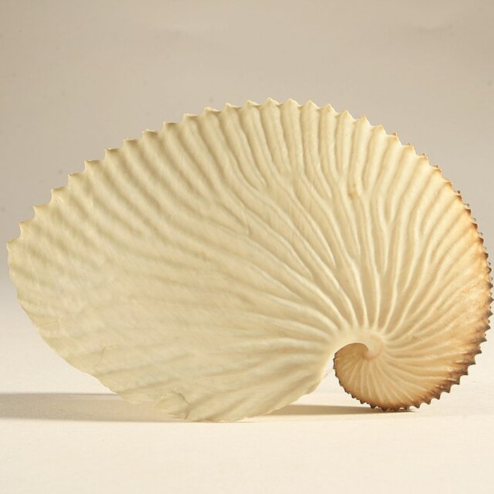 Photo de Musée de Tessé des beaux-arts au Mans