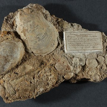 Musée de Tessé des beaux-arts au Mans