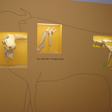 Musée de Tessé des beaux-arts au Mans