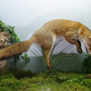 Musée de Tessé des beaux-arts au Mans