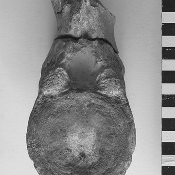 Musée de Tessé des beaux-arts au Mans