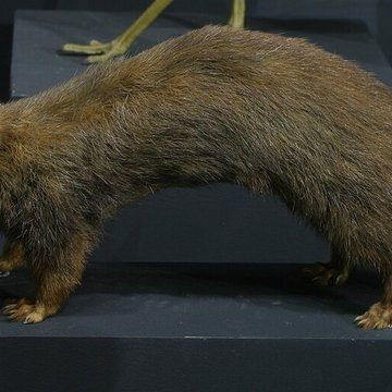 Musée de Tessé des beaux-arts au Mans