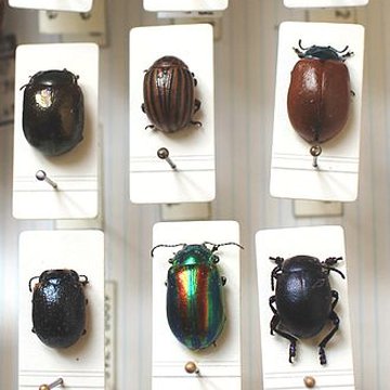 Musée de Tessé des beaux-arts au Mans