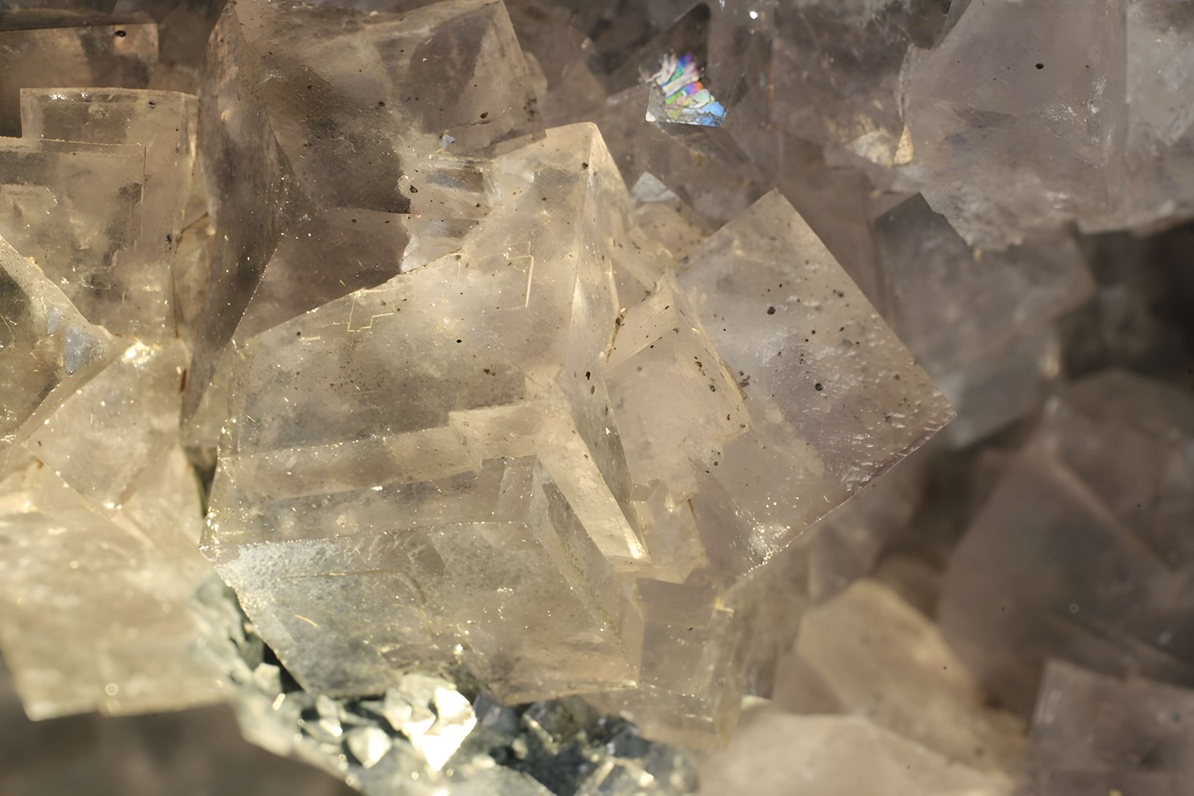 Musée de Tessé des beaux-arts au Mans