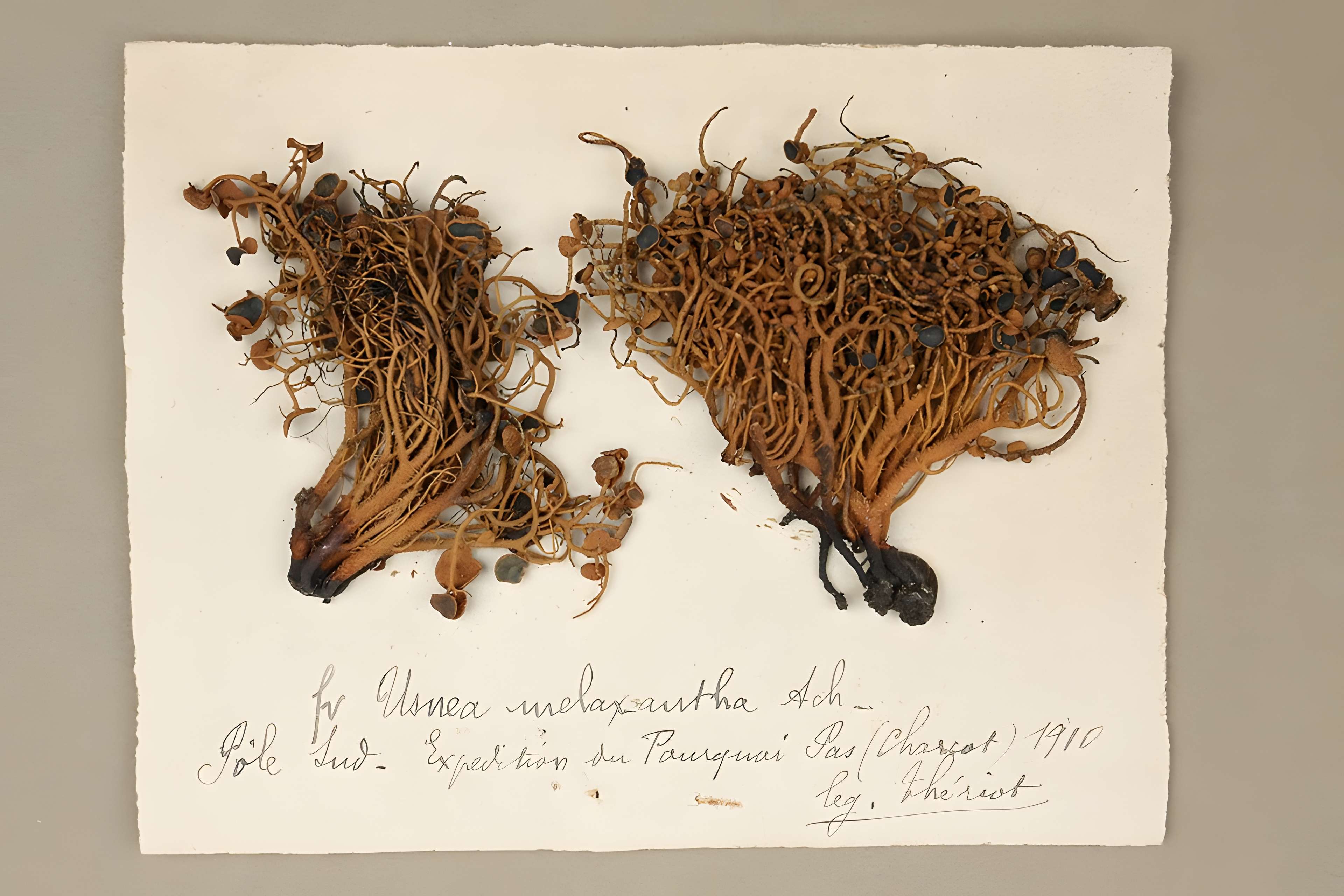 Musée de Tessé des beaux-arts au Mans