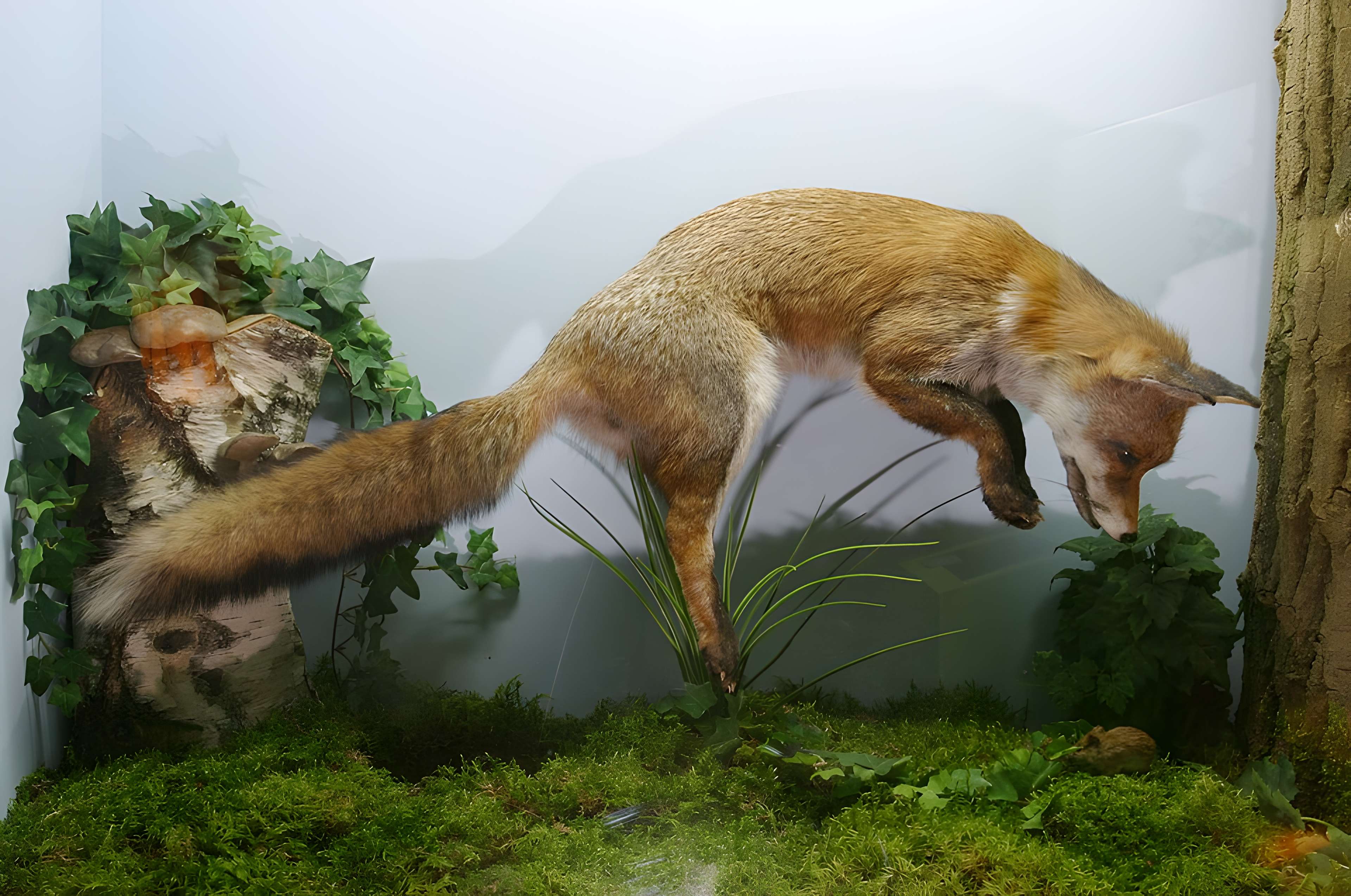 Musée de Tessé des beaux-arts au Mans