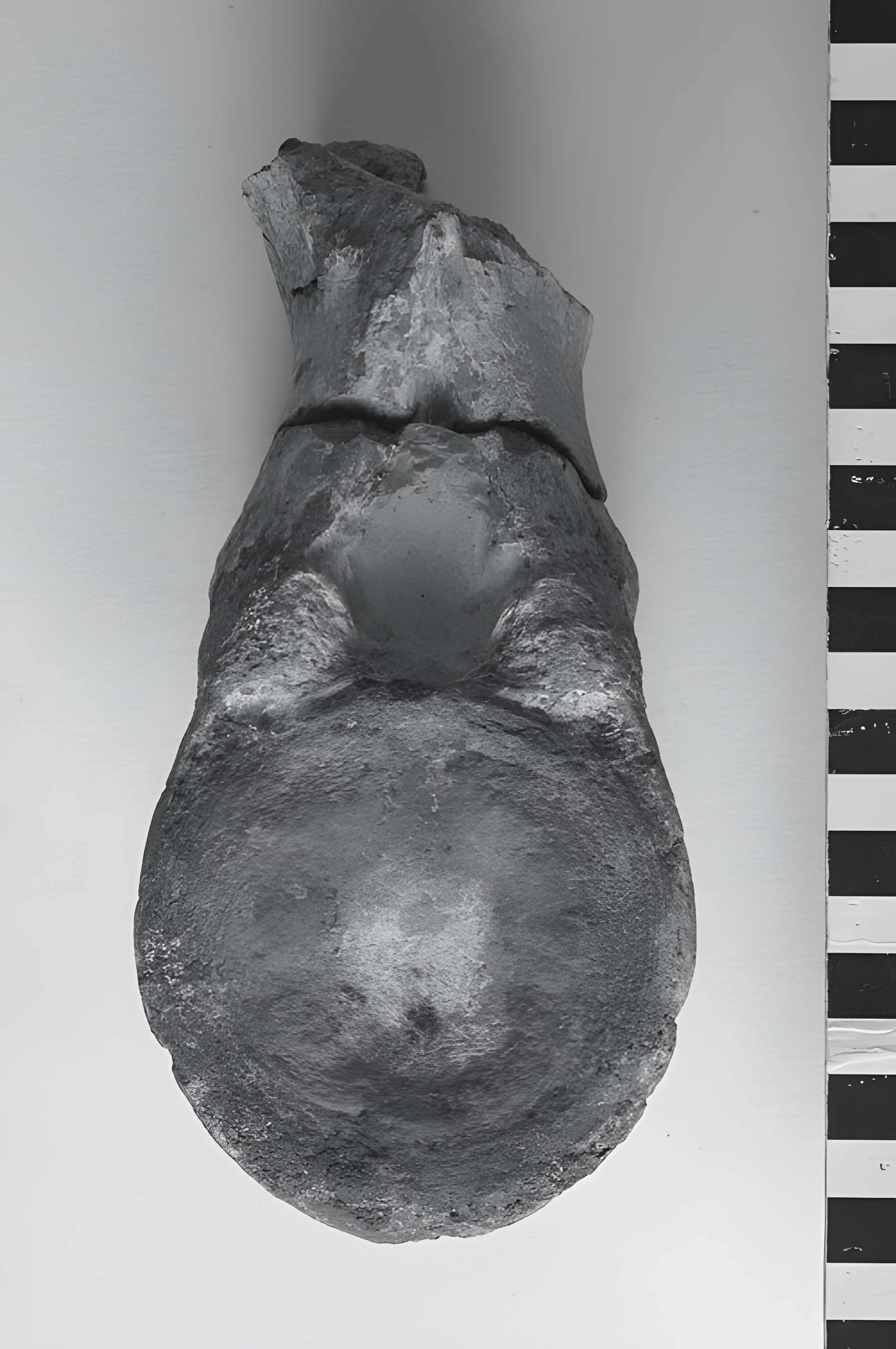 Musée de Tessé des beaux-arts au Mans