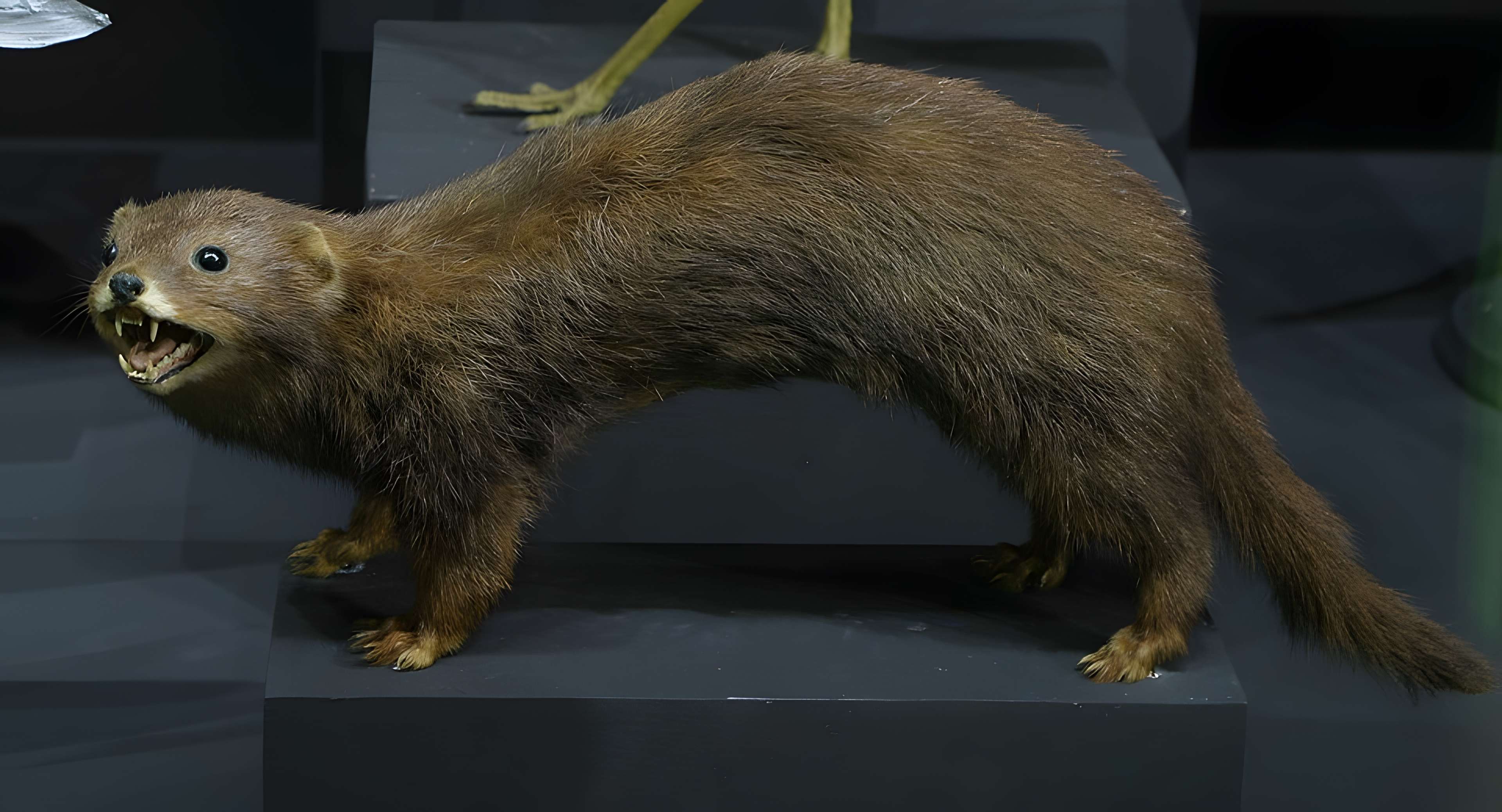 Musée de Tessé des beaux-arts au Mans