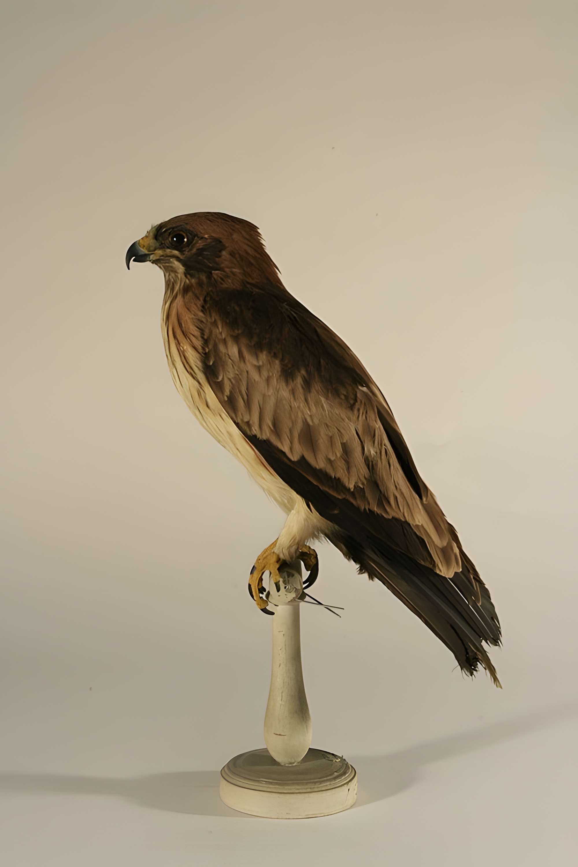 Musée de Tessé des beaux-arts au Mans