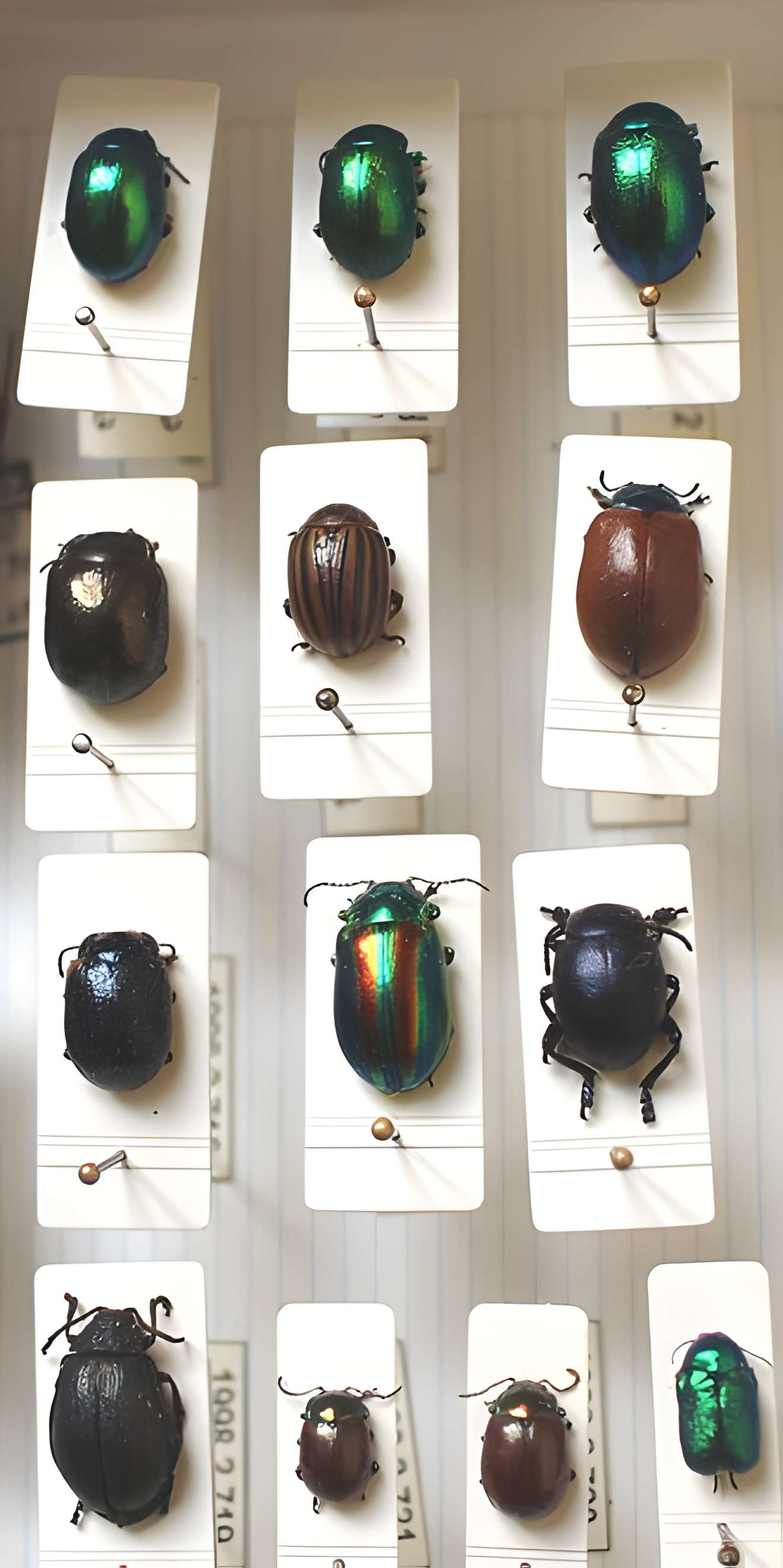 Musée de Tessé des beaux-arts au Mans