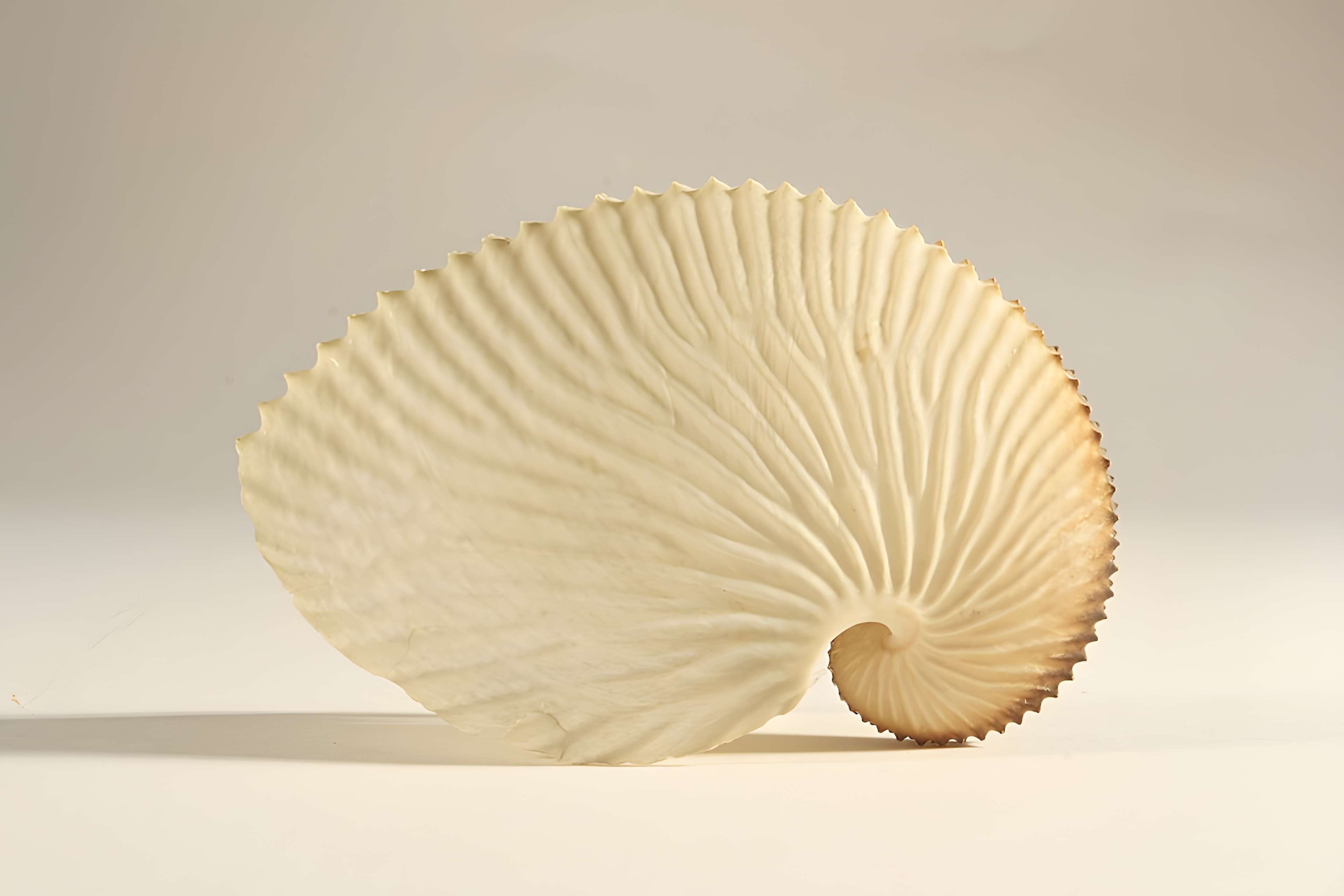 Musée de Tessé des beaux-arts au Mans