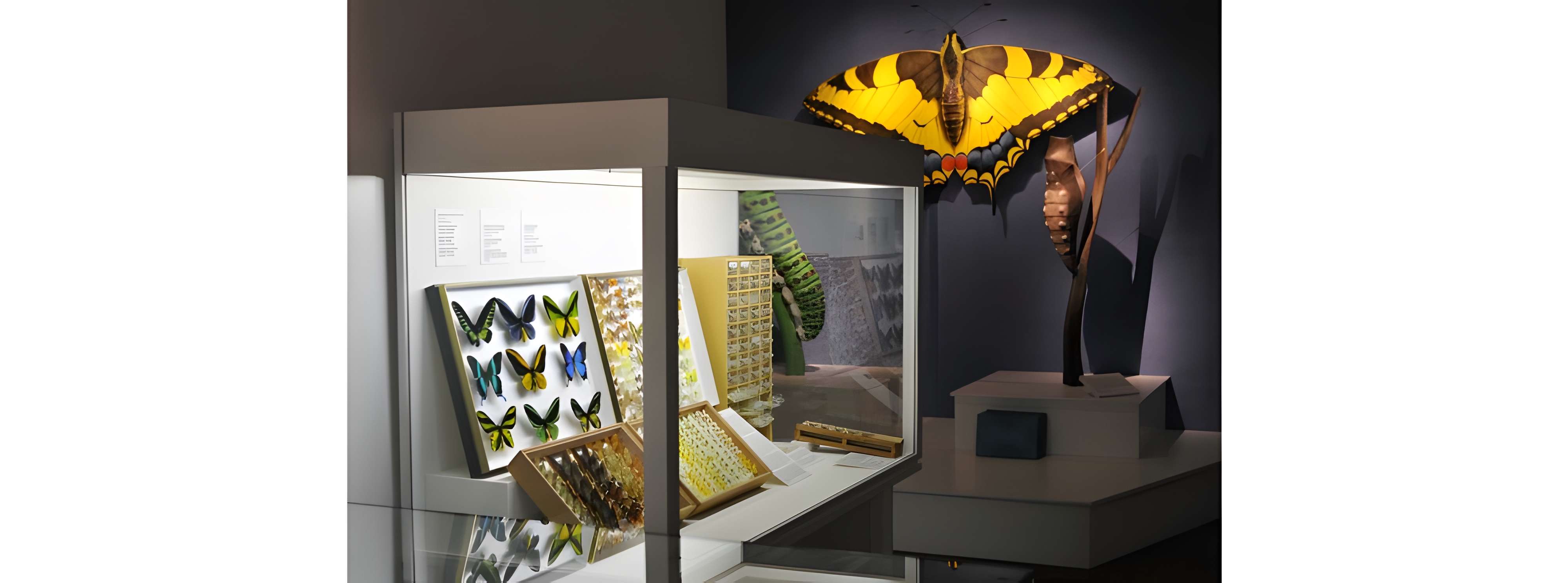 Musée Vert d'histoire naturelle au Mans 