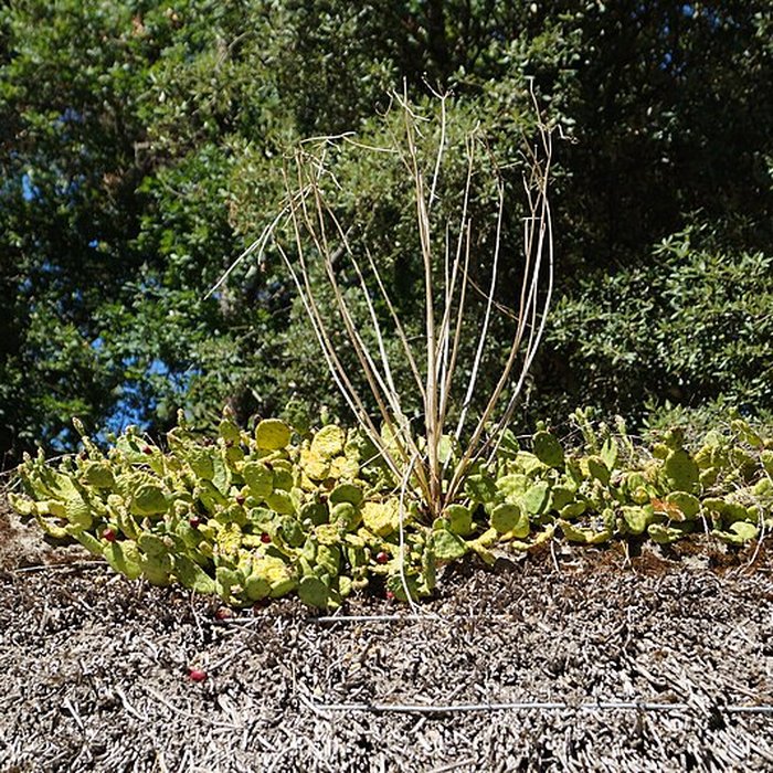 Photo de Ecomusée de la Bourrine du Bois Juquaud à Saint-Hilaire-de-Riez