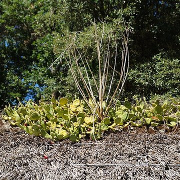 Ecomusée de la Bourrine du Bois Juquaud à Saint-Hilaire-de-Riez