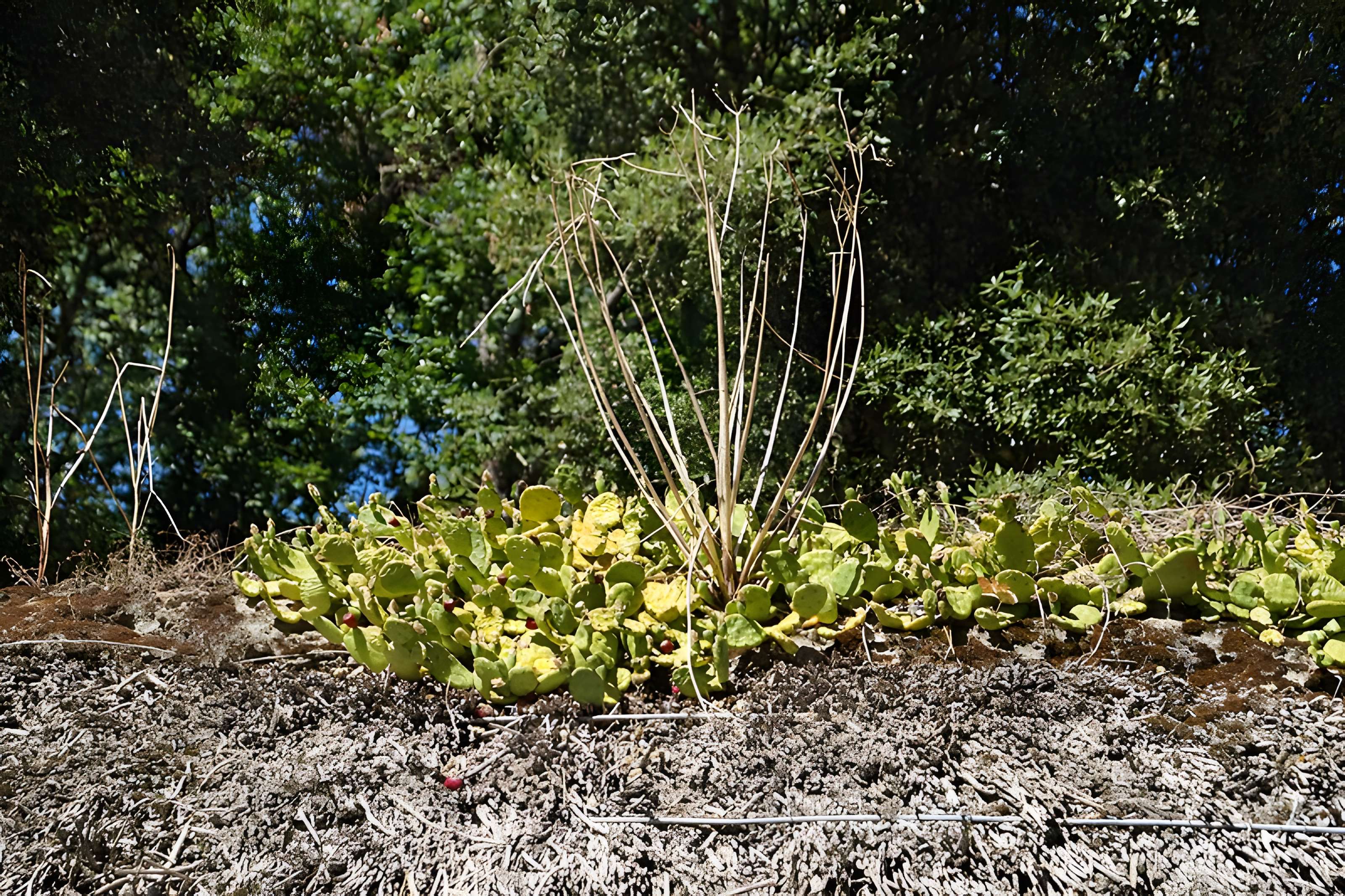 Ecomusée de la Bourrine du Bois Juquaud à Saint-Hilaire-de-Riez