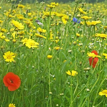 Musée-Mémorial de Thiepval