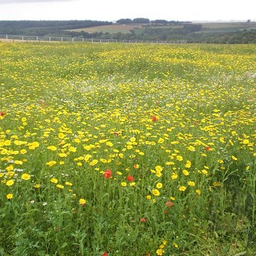 Musée-Mémorial de Thiepval
