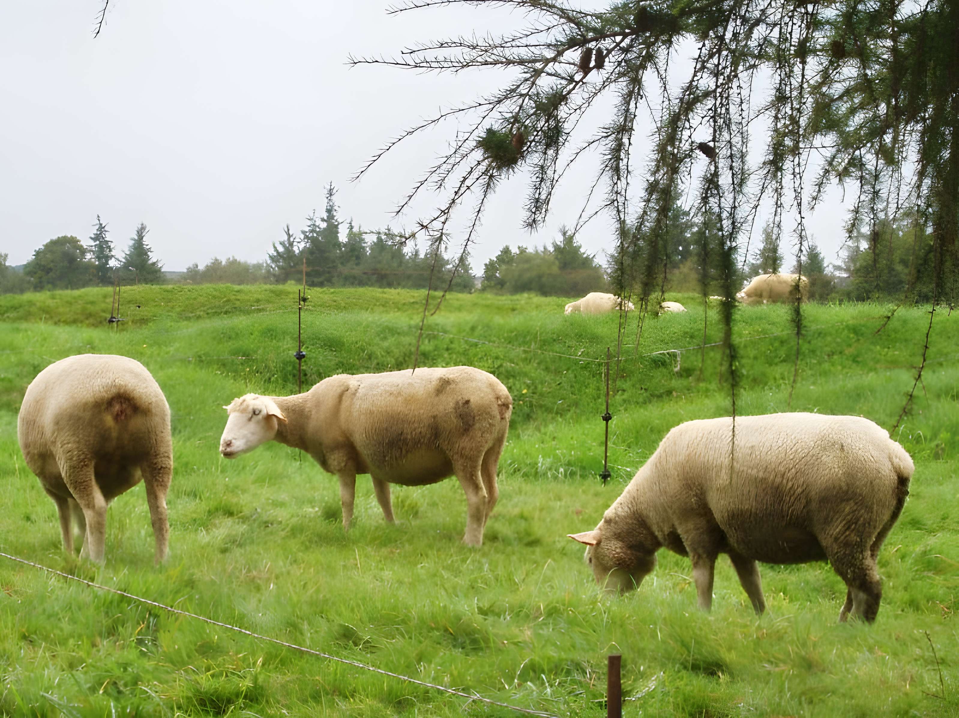 Mémorial terre-neuvien et parc commémoratif