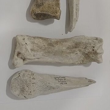 Le Beffroi - musée Boucher de Perthes - Manessier