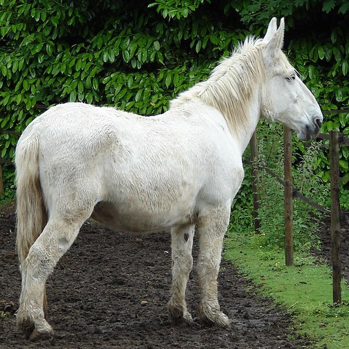 Photo de Haras national de Saintes