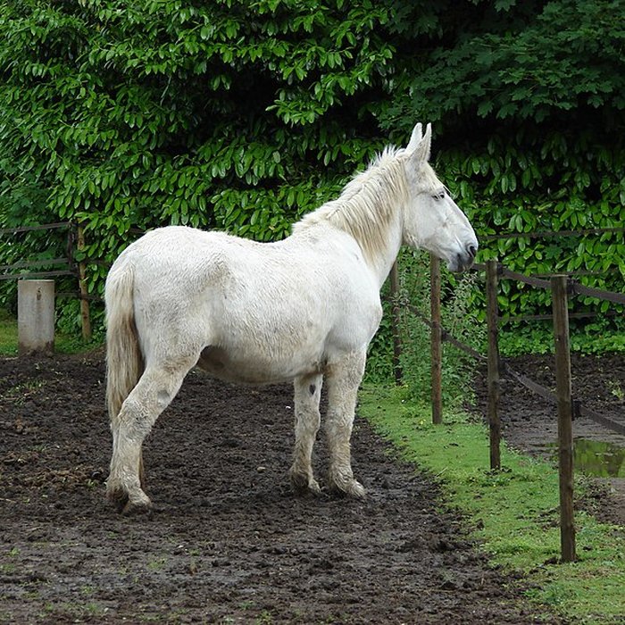 Photo de Haras national de Saintes