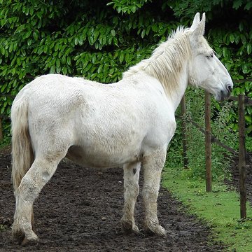 Haras national de Saintes