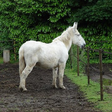 Haras national de Saintes