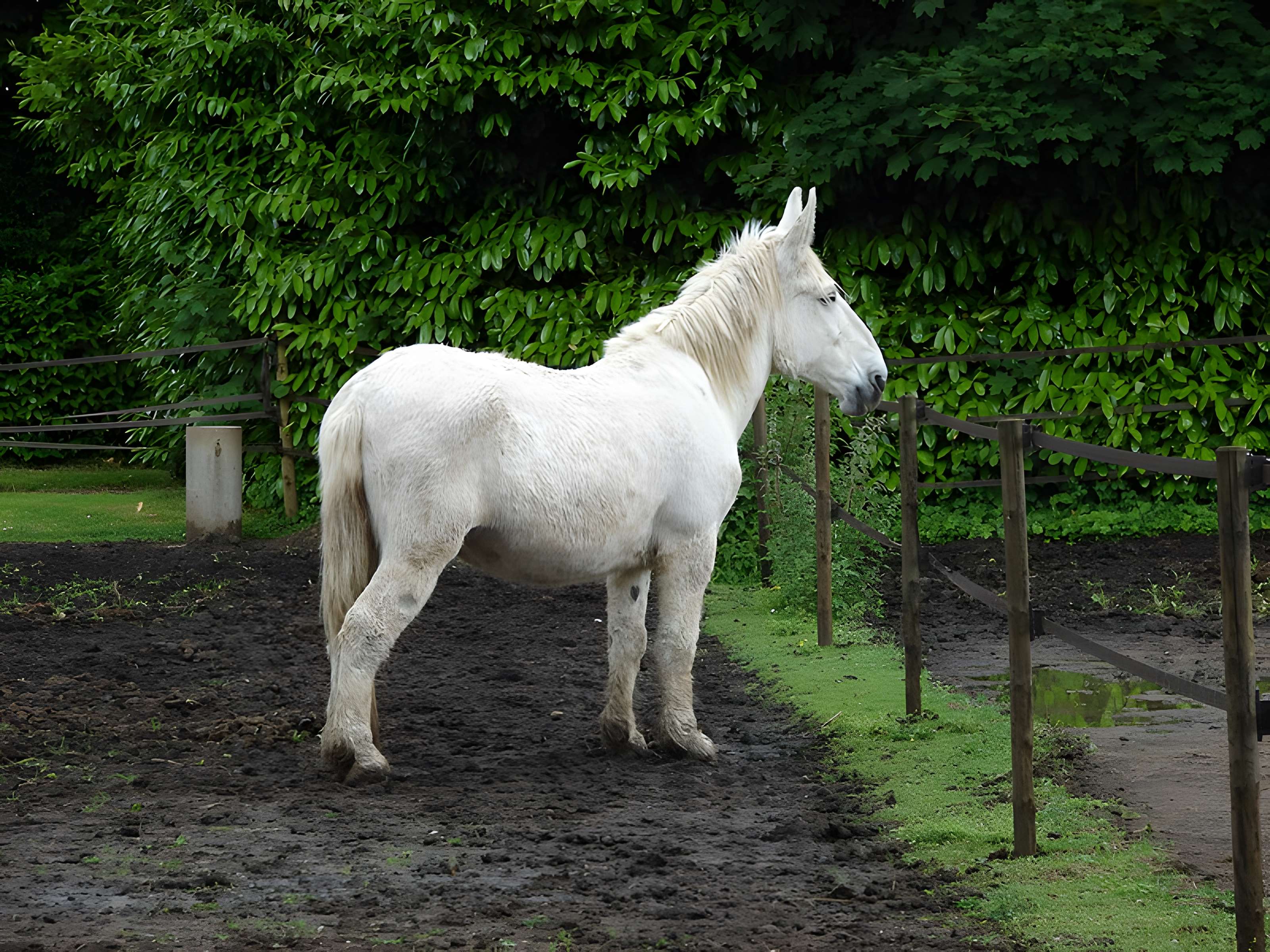Haras national de Saintes