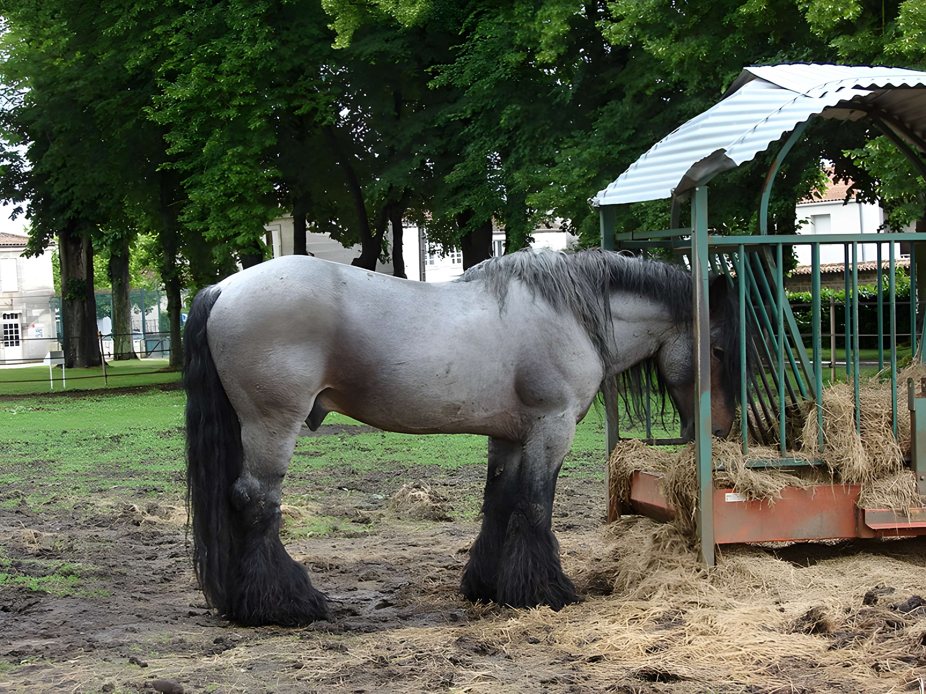 Haras national de Saintes