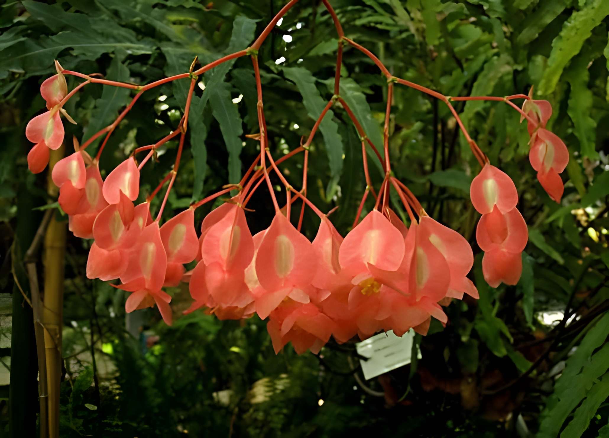 Conservatoire du Bégonia 