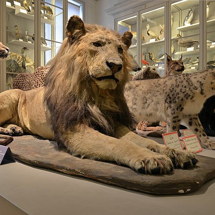 Photo de Muséum dhistoire naturelle de La Rochelle
